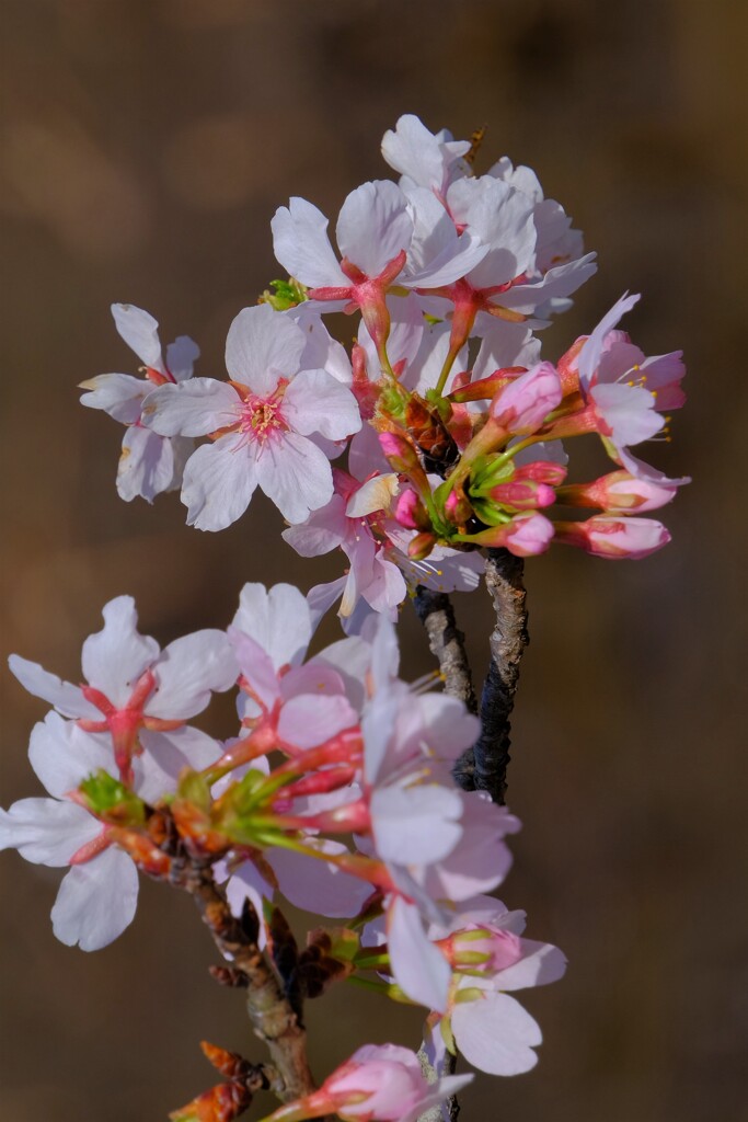 散歩の途中で。Ⅴ