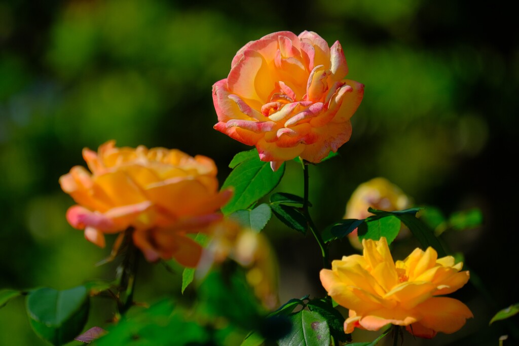 散歩の途中で。７