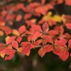 紅葉-8