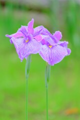 散歩の途中で。1