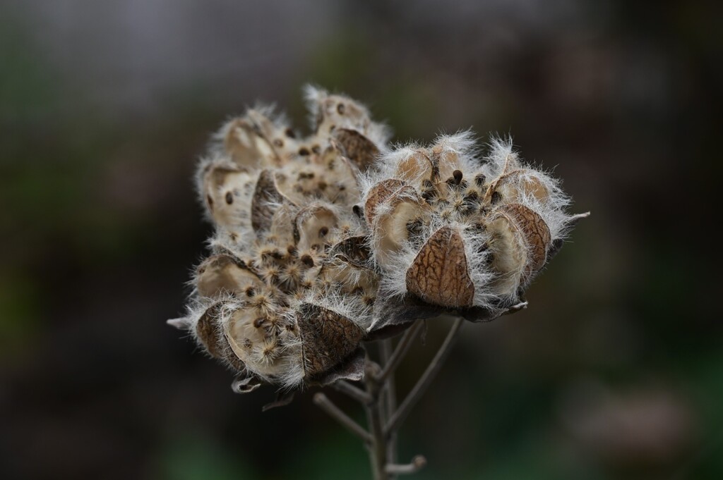スイフヨウの種
