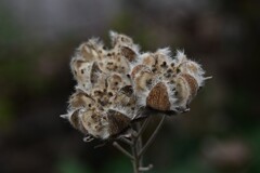 スイフヨウの種