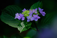 散歩の途中で。Ⅴ