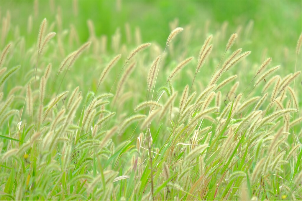 散歩の途中で。②