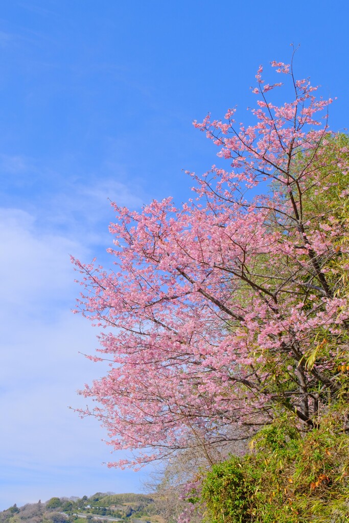 河津桜