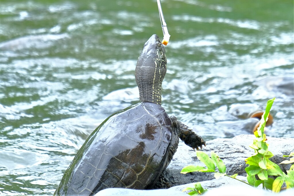 散歩の途中で。７