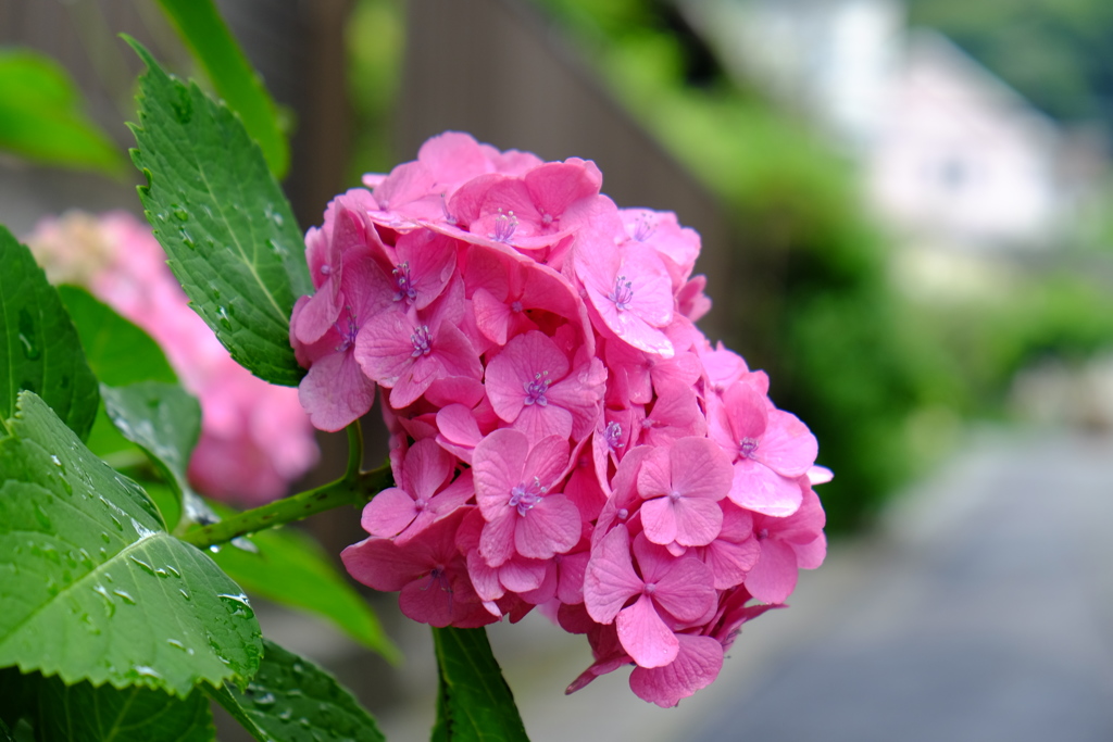 紫陽花