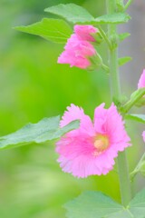 散歩の途中で。