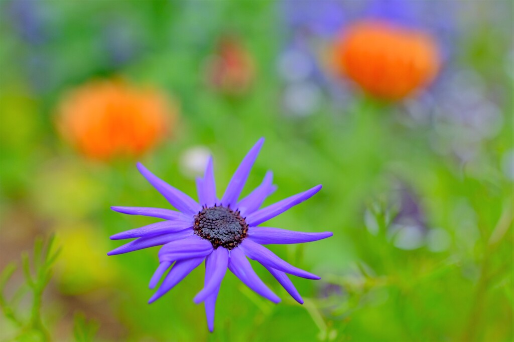 散歩の途中で。①