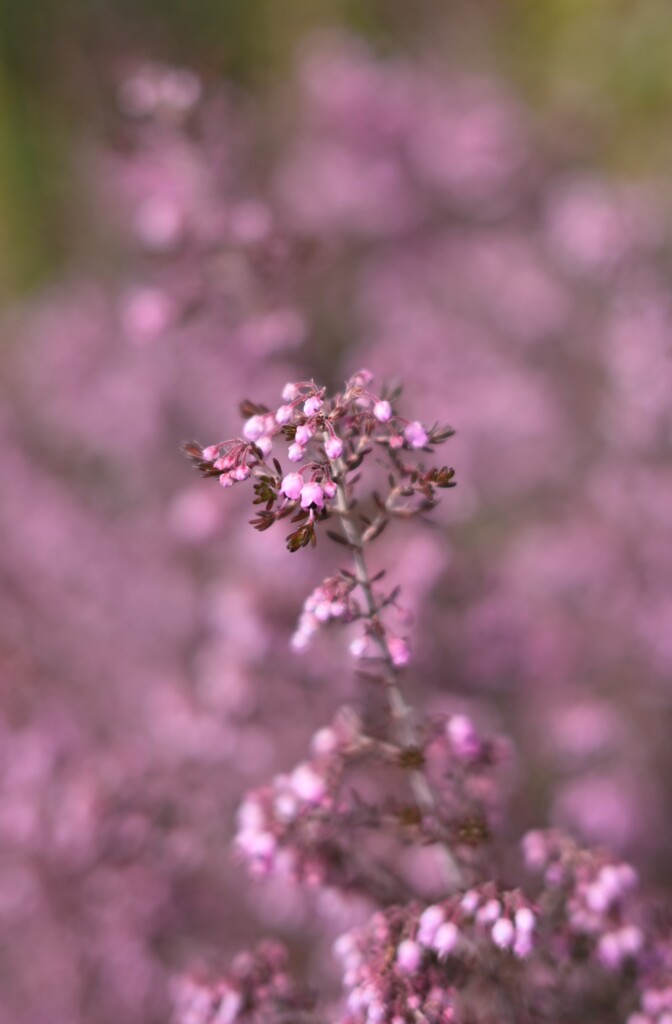 ジャノメエリカ