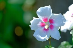 散歩の途中で。③