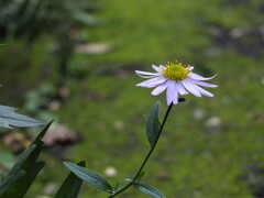 散歩の途中で。２