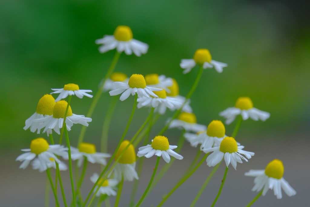 散歩の途中で。