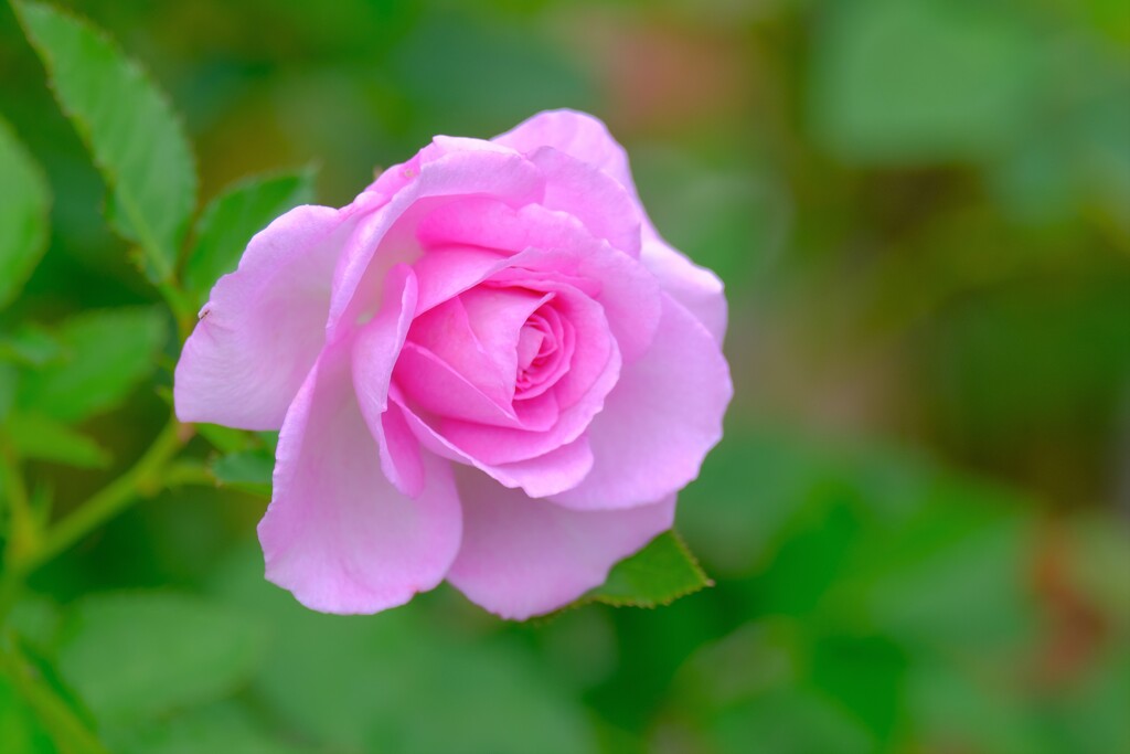 散歩の途中で、Ⅰ