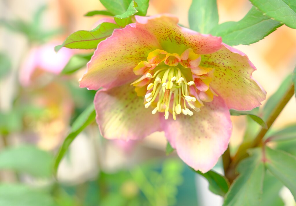 クリスマスローズ