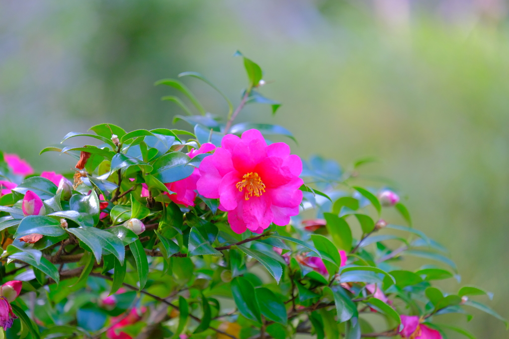 散歩の途中で。Ⅱ