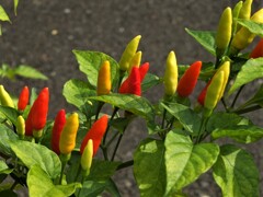 散歩の途中で。Ⅰ