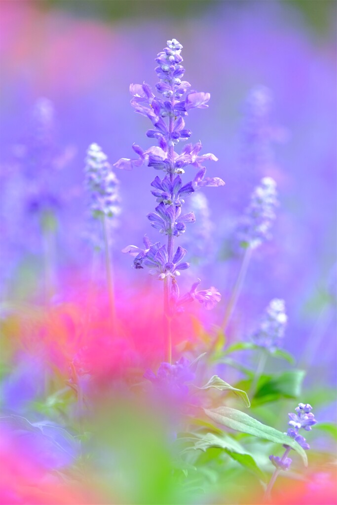 散歩の途中で。③