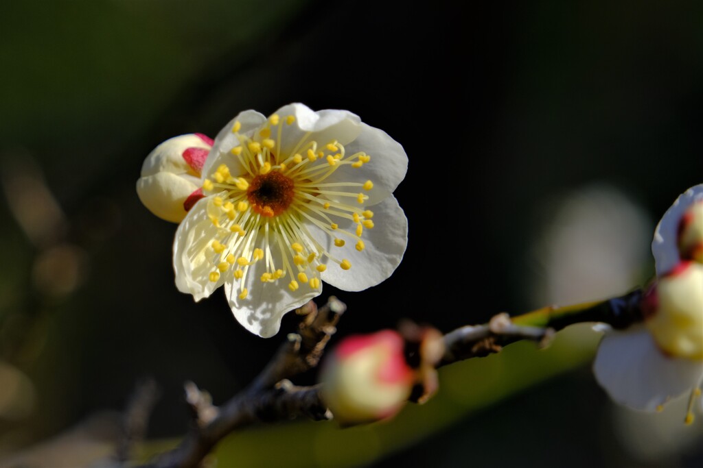 散歩の途中で。１