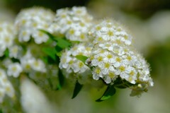 散歩の途中で。（４）