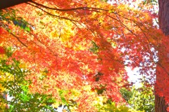 散歩の途中で。４，