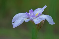 散歩の途中で。