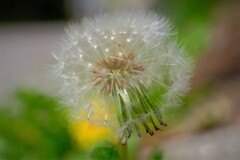 散歩の途中で。④