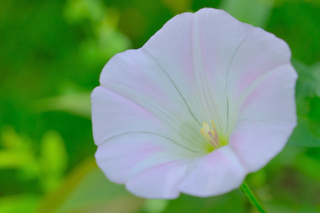 散歩の途中で。①