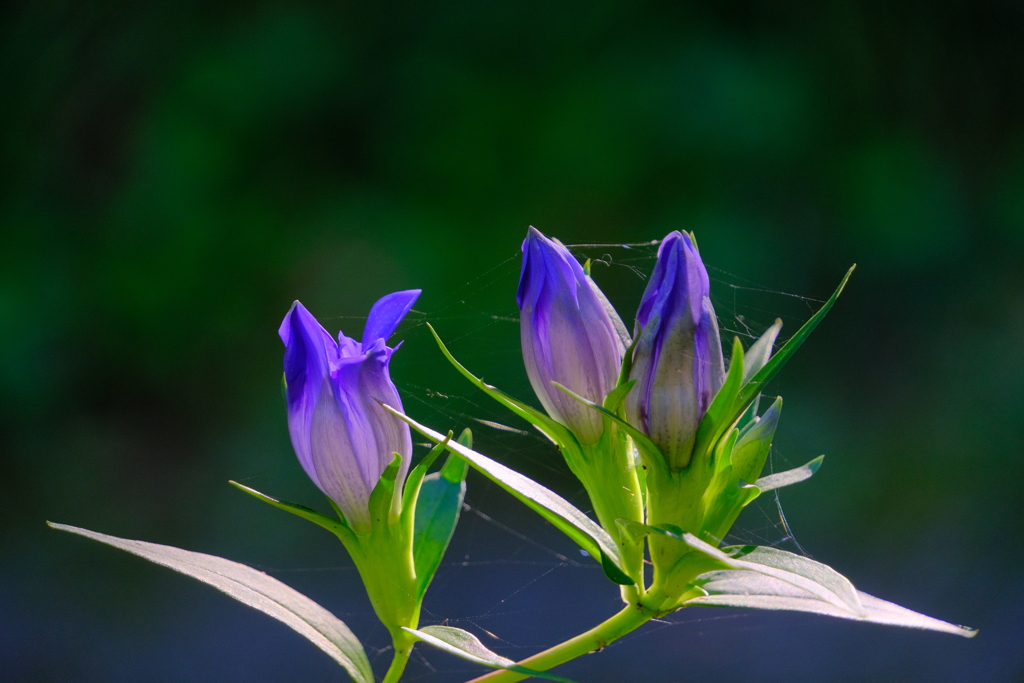 リンドウ（２）