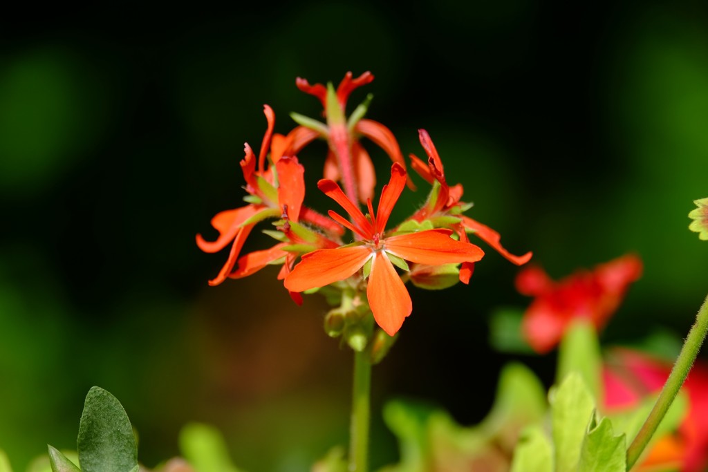 DSCF8058