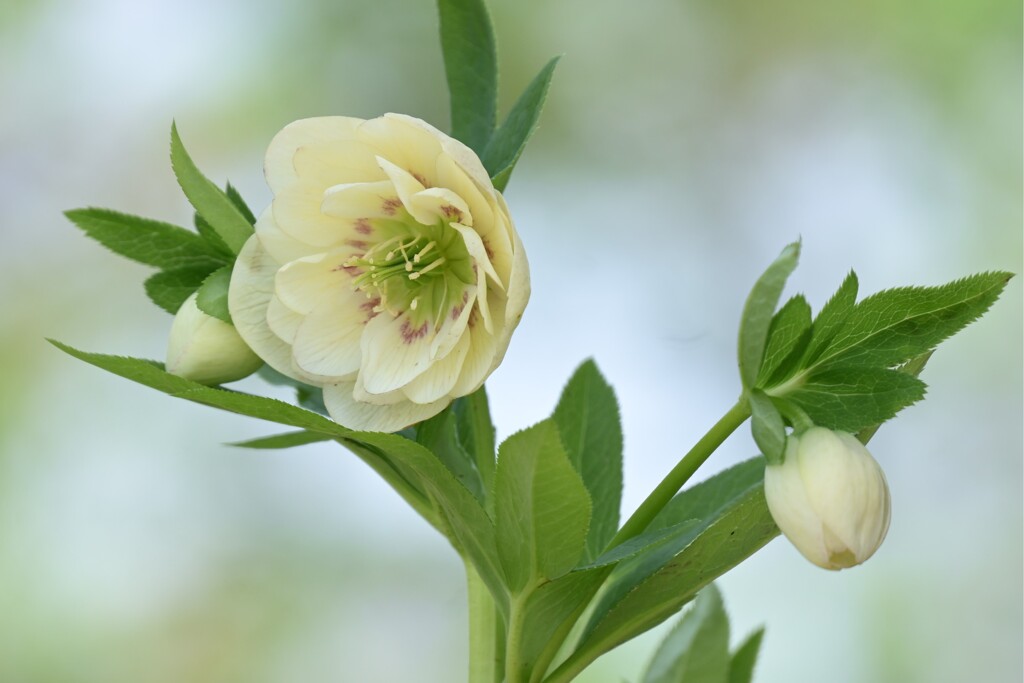 クリスマスローズ