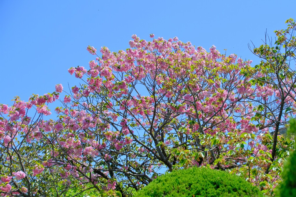 散歩の途中で。4