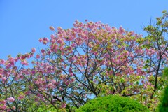 散歩の途中で。4