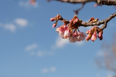 寒桜