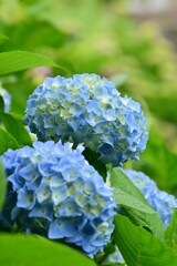 アジサイ