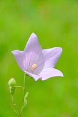 散歩の途中で。Ⅸ