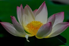 散歩の途中で。⑤