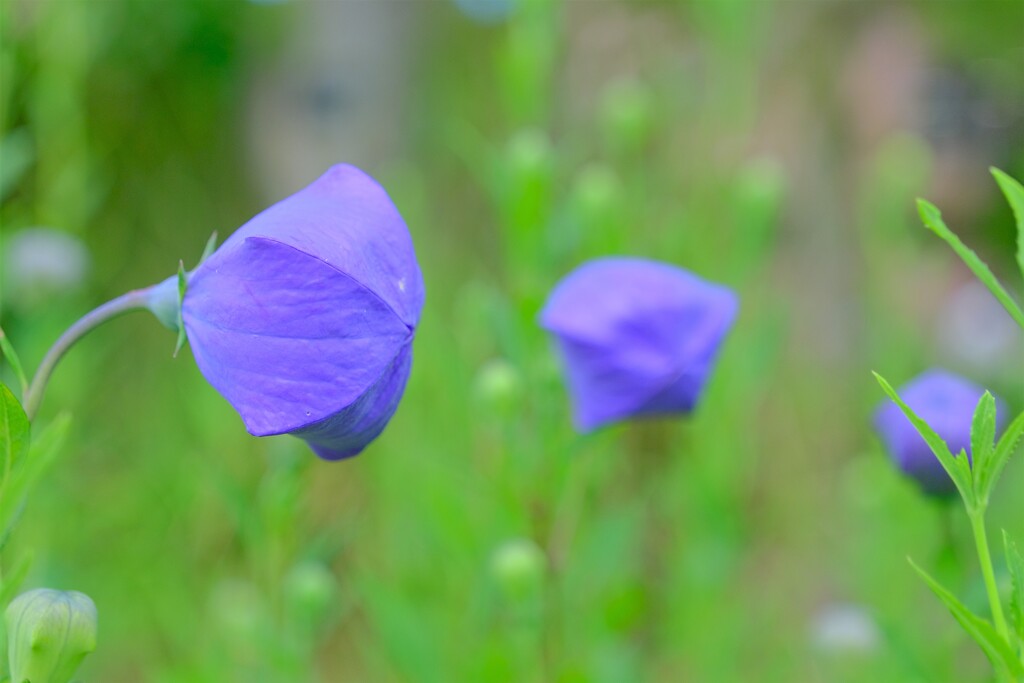 散歩の途中で。Ⅶ