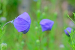 散歩の途中で。Ⅶ