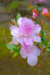 散歩の途中で。Ⅶ