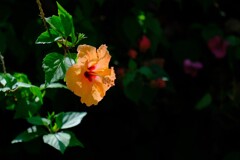 散歩の途中で。