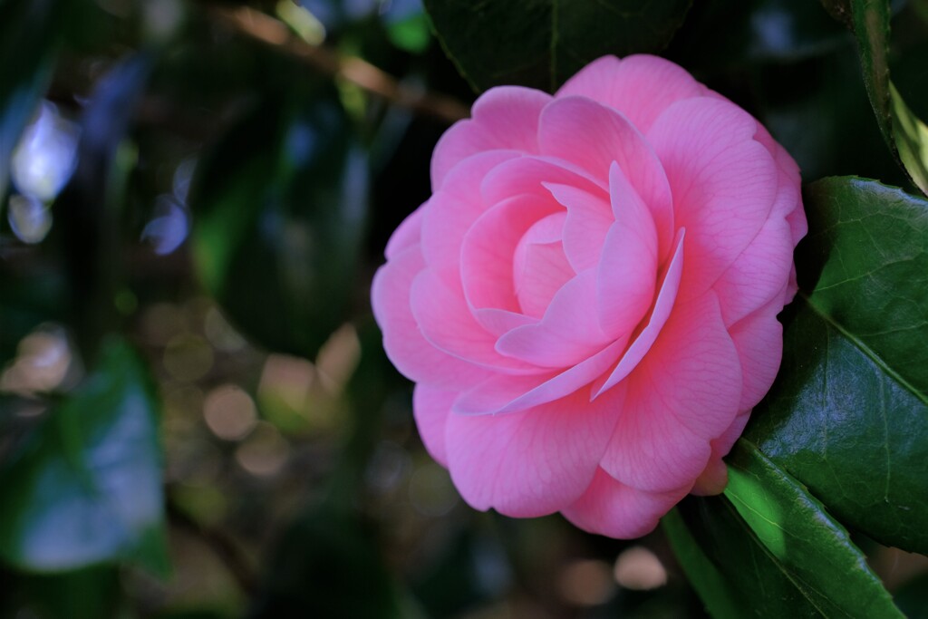 散歩の途中で。⑤