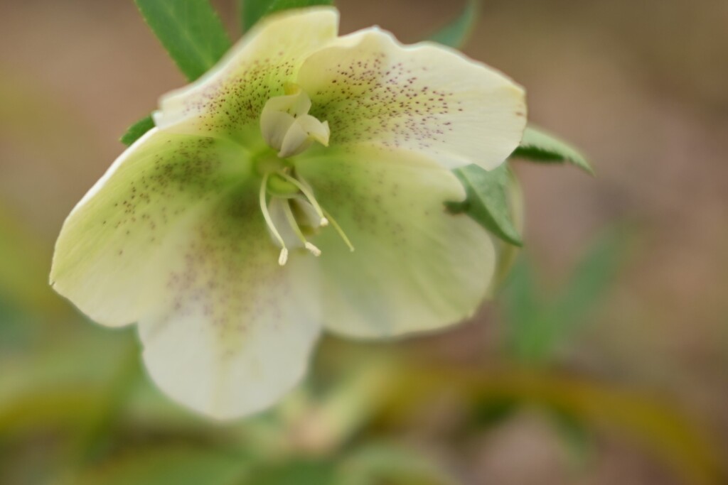 クリスマスローズ-3