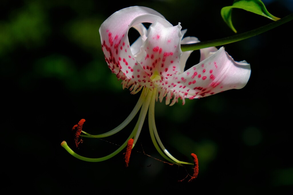 散歩の途中で。Ⅴ