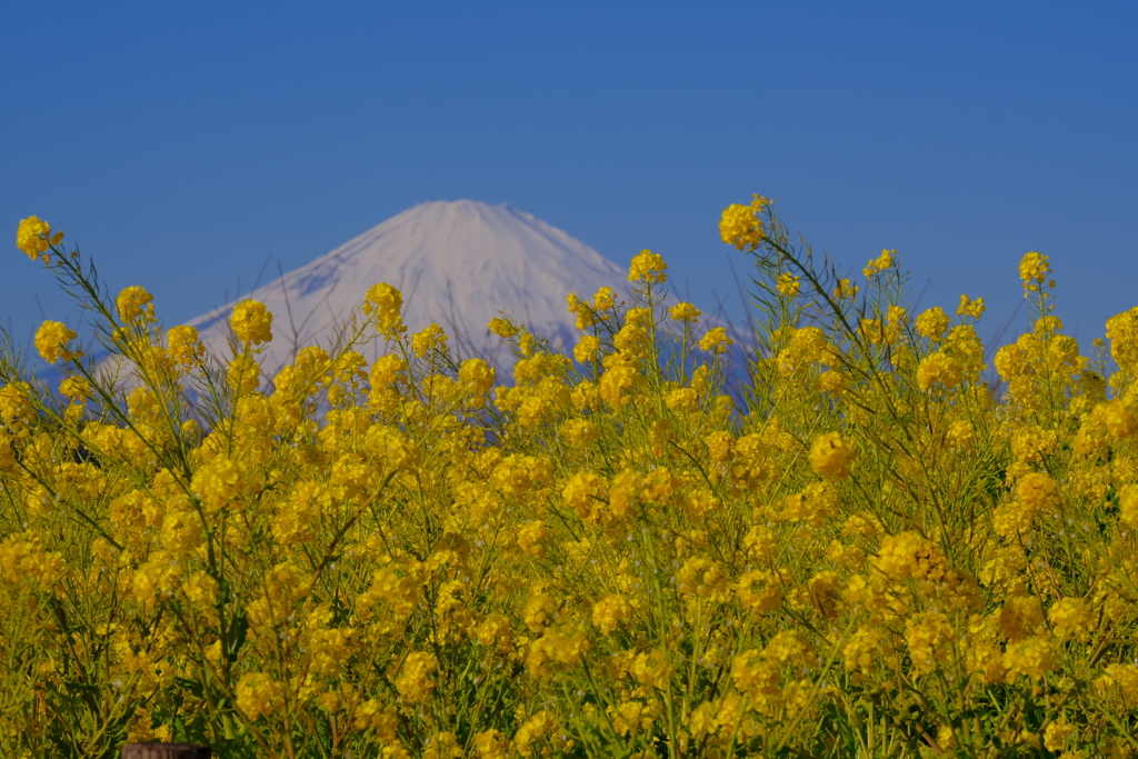 散歩の途中で。2