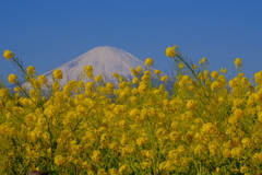 散歩の途中で。2