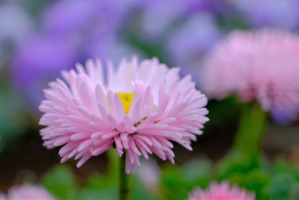 散歩の途中で。1