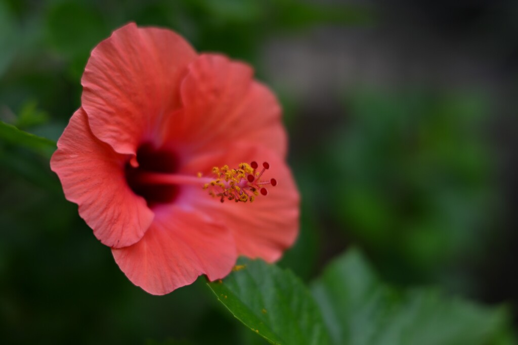 ハイビスカス（２）