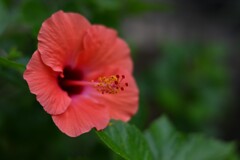 ハイビスカス（２）