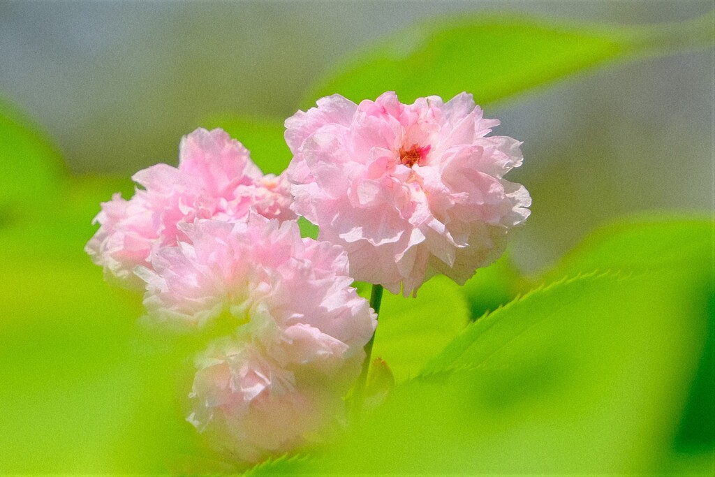 散歩の途中で。10